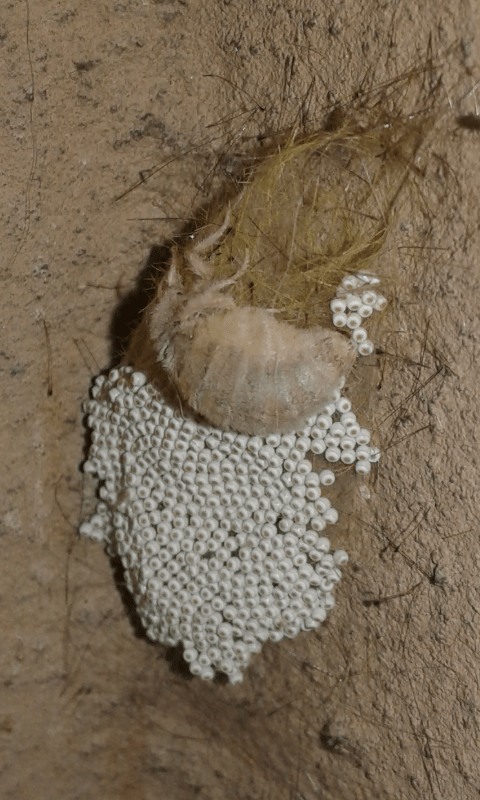 Femmina di Orgyia antiqua (Erebidae Lymantriinae)?  S